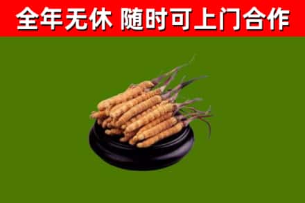 夹江烟酒回收冬虫夏草.jpg