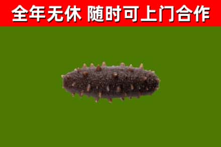 夹江回收海参干